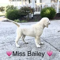 AKC Miss Bailey is READY NOW, a female English Cream Golden Retriever for sale in Greensburg, KY – 2 of 5