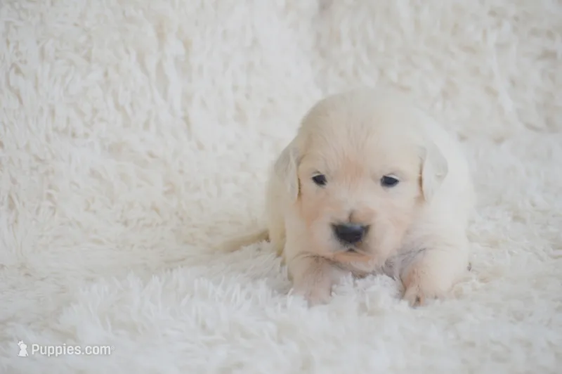 Bella – English Cream Golden Retriever puppy for sale in Greensburg, KY
