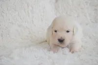 Bella, a female English Cream Golden Retriever for sale in Greensburg, KY – 1 of 5