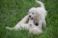 Miss Bella is READY NOW, a female English Cream Golden Retriever for sale in Greensburg, KY – 6 of 7