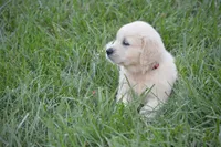 Miss Barbie is READY NOW, a female English Cream Golden Retriever for sale in Greensburg, KY – 3 of 8