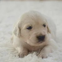 Bailey, a female English Cream Golden Retriever for sale in Greensburg, KY – 1 of 4