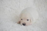 Bella, a female English Cream Golden Retriever for sale in Greensburg, KY – 3 of 5