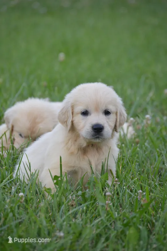 Barbie – English Cream Golden Retriever puppy for sale in Greensburg, KY