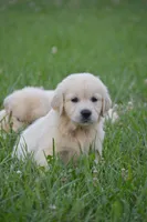 Miss Barbie is READY NOW, a female English Cream Golden Retriever for sale in Greensburg, KY – 1 of 8