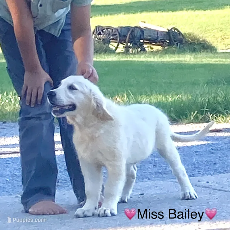 Miss Bailey is READY NOW – English Cream Golden Retriever puppy for sale in Greensburg, KY