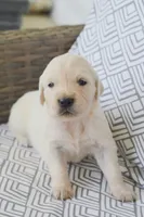 Barbie, a female English Cream Golden Retriever for sale in Greensburg, KY – 5 of 6