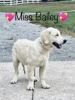 AKC Miss Bailey is READY NOW, a female English Cream Golden Retriever for sale in Greensburg, KY – 2 of 3