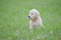 Miss Bailey is READY NOW!, a female English Cream Golden Retriever for sale in Greensburg, KY – 3 of 5