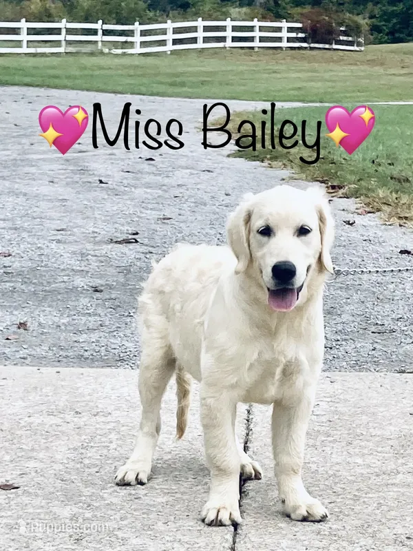 AKC Miss Bailey is READY NOW – English Cream Golden Retriever puppy for sale in Greensburg, KY