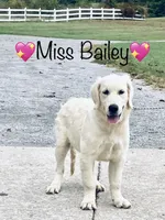 AKC Miss Bailey is READY NOW, a female English Cream Golden Retriever for sale in Greensburg, KY – 1 of 3