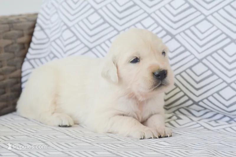 Barbie – English Cream Golden Retriever puppy for sale in Greensburg, KY