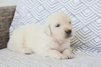 Barbie, a female English Cream Golden Retriever for sale in Greensburg, KY – 1 of 6