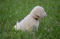 Miss Barbie is READY NOW, a female English Cream Golden Retriever for sale in Greensburg, KY – 2 of 8