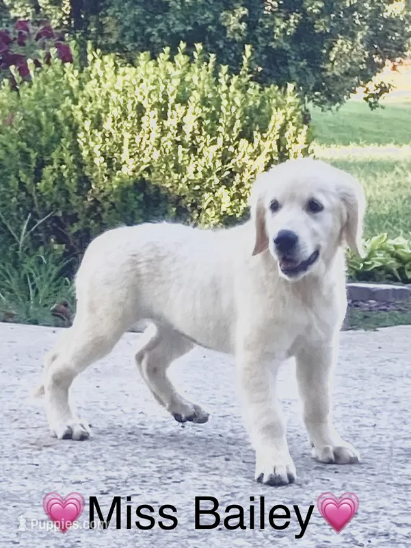 Miss Bailey is READY NOW – English Cream Golden Retriever puppy for sale in Greensburg, KY