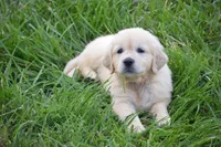 Miss Barbie is READY NOW, a female English Cream Golden Retriever for sale in Greensburg, KY – 6 of 8
