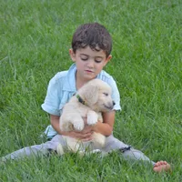Miss Barbie is READY NOW, a female English Cream Golden Retriever for sale in Greensburg, KY – 5 of 8