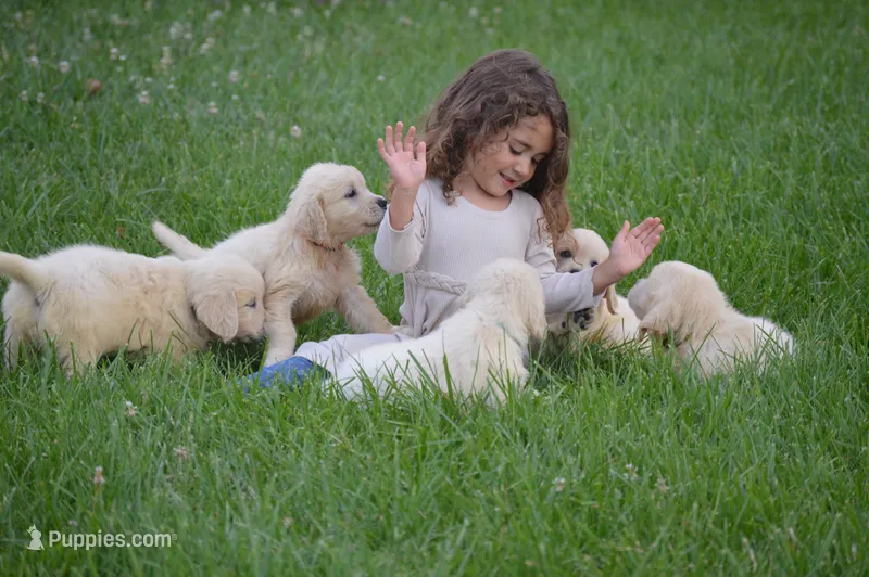 Bella – English Cream Golden Retriever puppy for sale in Greensburg, KY