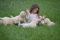 Miss Bella is READY NOW, a female English Cream Golden Retriever for sale in Greensburg, KY – 2 of 7