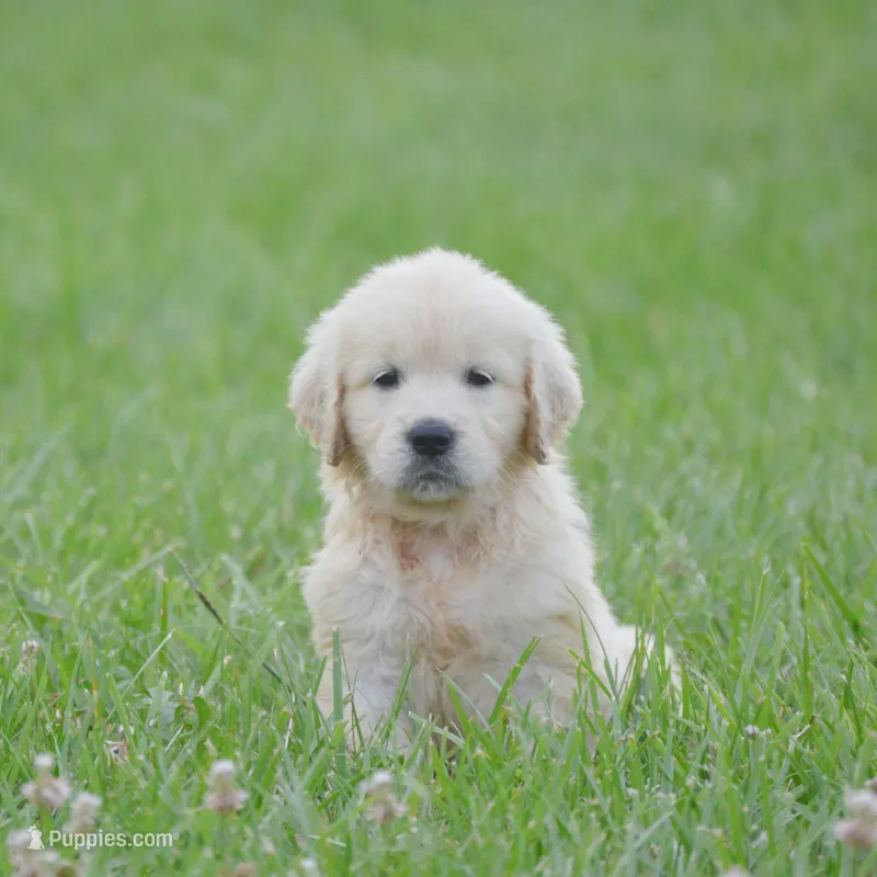 Bailey – English Cream Golden Retriever puppy for sale in Greensburg, KY