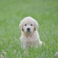 Miss Bailey is READY NOW!, a female English Cream Golden Retriever for sale in Greensburg, KY – 1 of 5