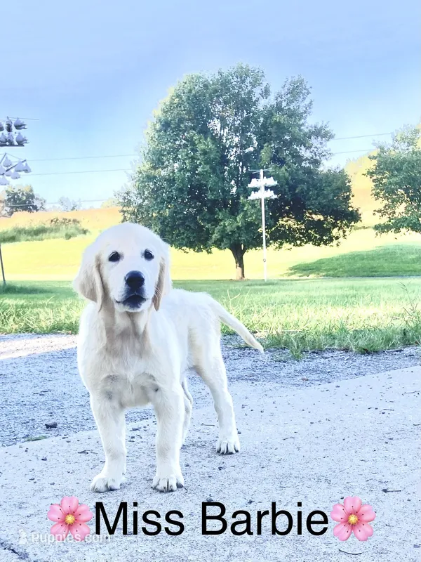 Miss Barbie is READY NOW – English Cream Golden Retriever puppy for sale in Greensburg, KY
