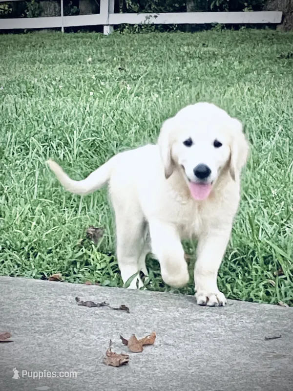 Miss Bella is READY NOW – English Cream Golden Retriever puppy for sale in Greensburg, KY