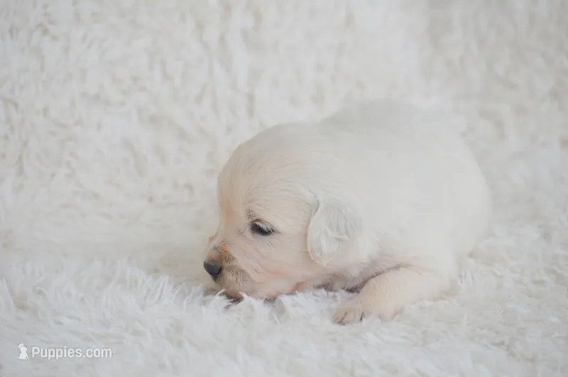 Bella – English Cream Golden Retriever puppy for sale in Greensburg, KY