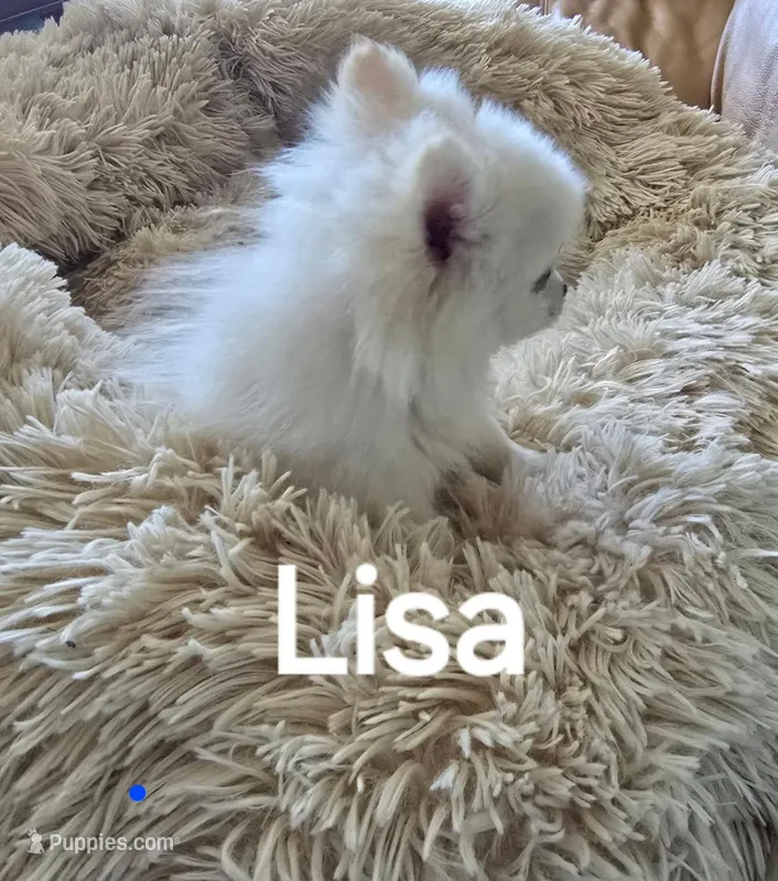 Lisa – Pomeranian puppy for sale in San Diego, CA