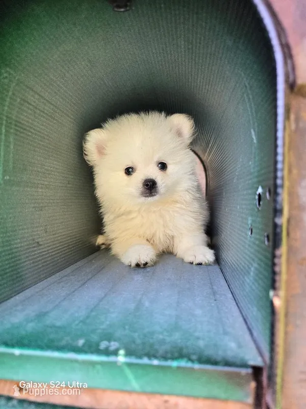 Georgie – Pomeranian puppy for sale in San Diego, CA