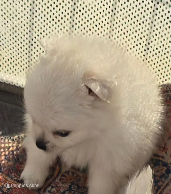 Gina Mae – Pomeranian puppy for sale in San Diego, CA