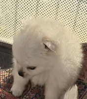 Gina Mae, a female Pomeranian for sale in San Diego, CA – 1 of 1