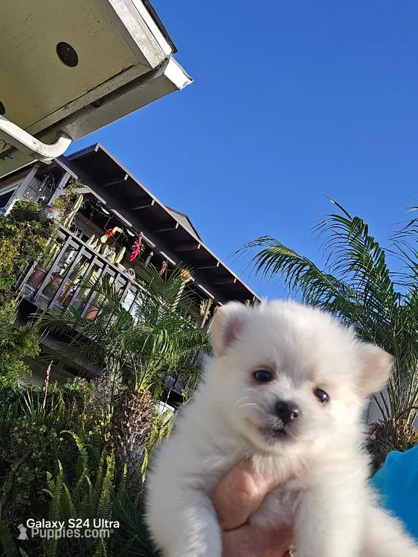 Gina Mae – Pomeranian puppy for sale in San Diego, CA