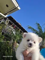 Gina Mae, a female Pomeranian for sale in San Diego, CA – 2 of 3