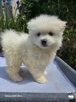 Hugo, a male Pomeranian for sale in San Diego, CA – 2 of 2