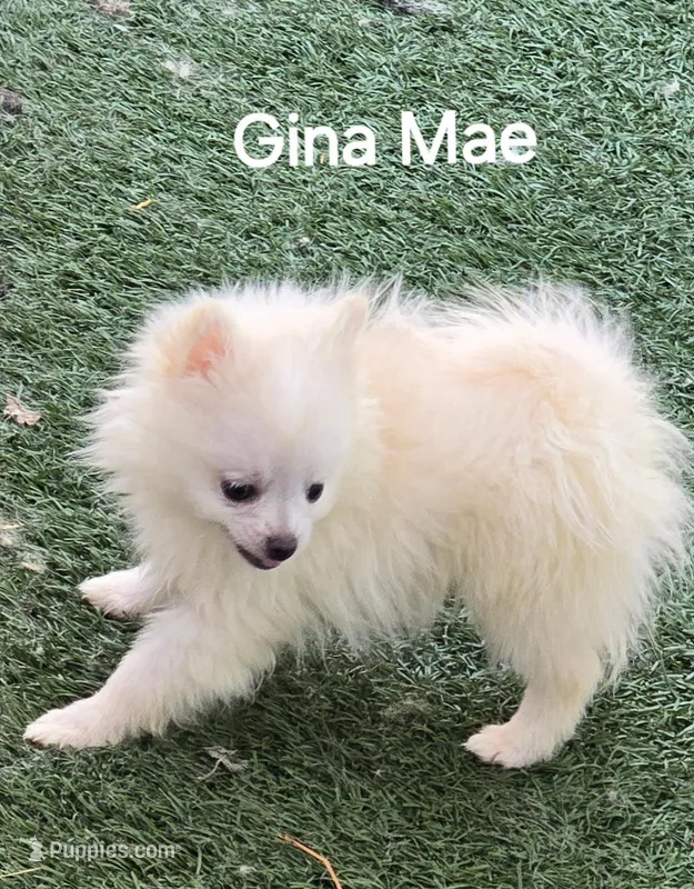 Gina Mae – Pomeranian puppy for sale in San Diego, CA