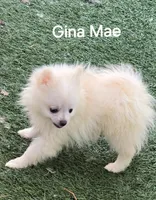Gina Mae, a female Pomeranian for sale in San Diego, CA – 1 of 3