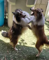 Clarence, a male Shetland Sheepdog for sale in San Diego, CA – 2 of 4