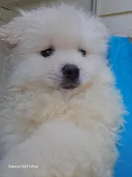 Hugo, a male Pomeranian for sale in San Diego, CA – 1 of 2