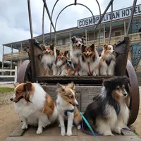 Clarence, a male Shetland Sheepdog for sale in San Diego, CA – 3 of 3