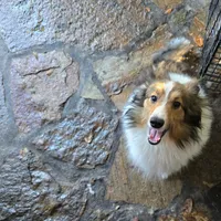 Clarence, a male Shetland Sheepdog for sale in San Diego, CA – 1 of 3