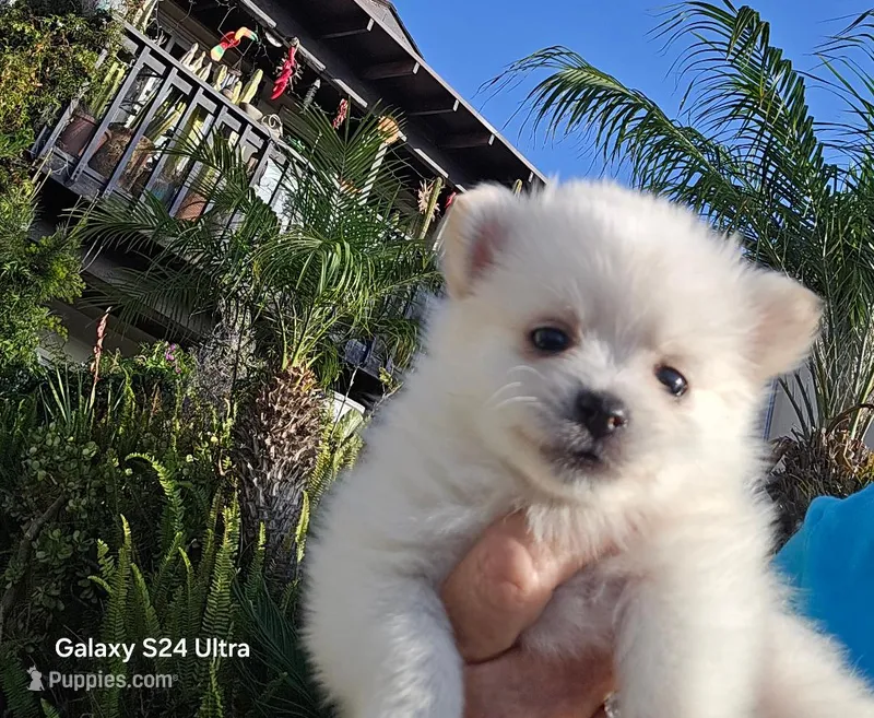 Georgie – Pomeranian puppy for sale in San Diego, CA