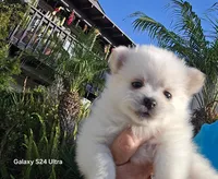 Georgie, a male Pomeranian for sale in San Diego, CA – 1 of 1