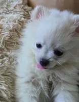 Gina Mae, a female Pomeranian for sale in San Diego, CA – 3 of 3