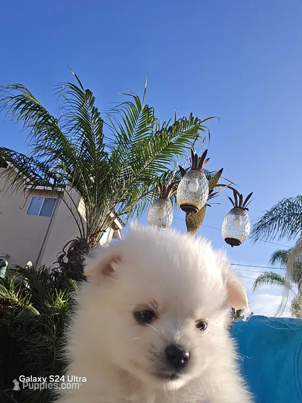 Lisa – Pomeranian puppy for sale in San Diego, CA