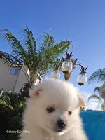Lisa, a female Pomeranian for sale in San Diego, CA – 1 of 1