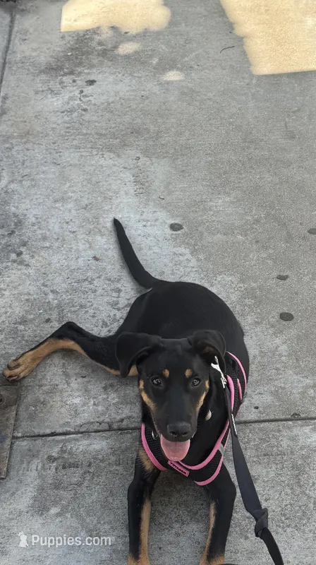 Rowdy – Doberman Pinscher puppy for sale in Downey, CA