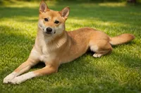 Sara, a female Shiba Inu for sale in Downey, CA – 1 of 1