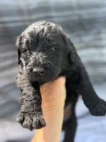 A.C. Slater, a male Labradoodle for sale in Wauzeka, WI – 4 of 5