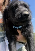 Samuel "Screech" Powers, a male Labradoodle for sale in Wauzeka, WI – 5 of 5